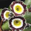 Auricula Rolts - Abriachan Nurseries